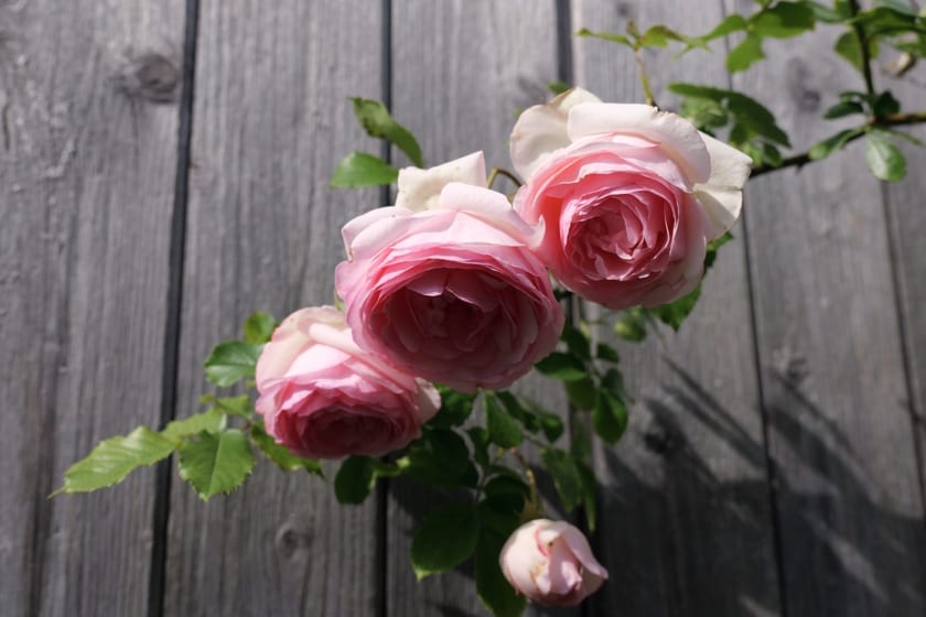 Rosafarbene Rosen vor einer ruhigen, grauen Holzwand.