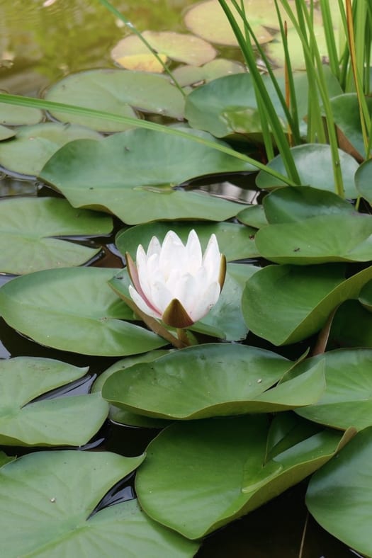 Weiße Seerose auf ruhigem, dunklem Wasser.